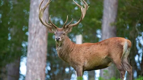 Des cerfs ont élu domicile sur une parcelle entre Vernouillet et...