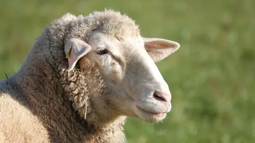 Le préfet de l'Oise prend un arrêté en marge de l'Aïd-el-Kébir