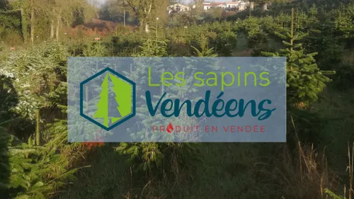 Noël. Bios et naturels, les sapins de Vendée ont la cote !