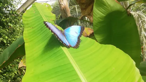 Carte Postale : L'île aux papillons de Noirmoutier