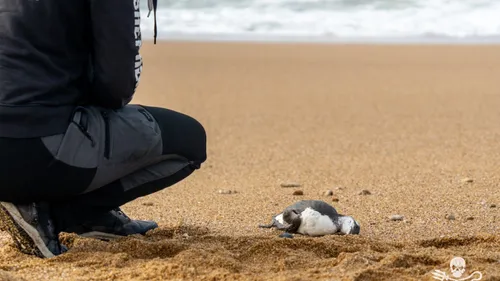 Des oiseaux marins retrouvés morts sur les côtes de l'Ouest :...