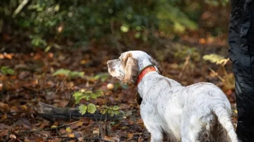Ouverture de la chasse ce dimanche 14 septembre