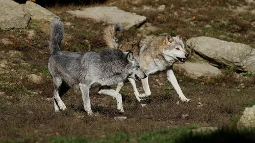 La Creuse en état d’urgence face aux attaques de loups