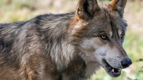 Corrèze : Une nouvelle attaque de loup  sur 18 ovins