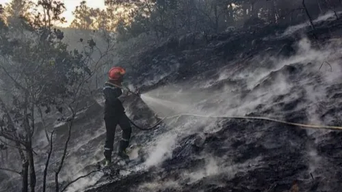 Creuse : 10 hectares de forêt partis en fumée dans un incendie