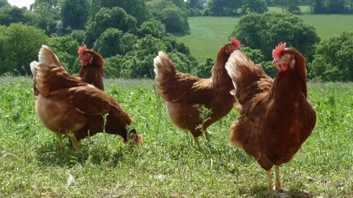 Grippe Aviaire: Les volailles françaises vont devoir se confiner!