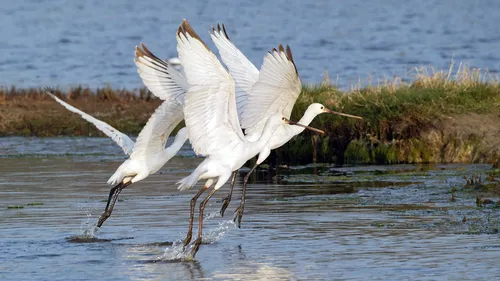Les oiseaux migrateurs printaniers s'installent aux marais de Séné