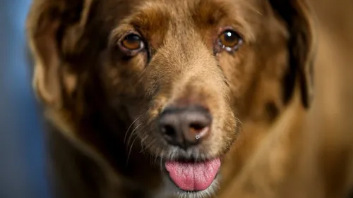 Portugal : A 30 ans, il est le chien le plus vieux du monde