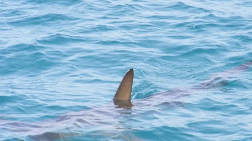 Un requin échoué découvert sur une plage du Cap Ferret