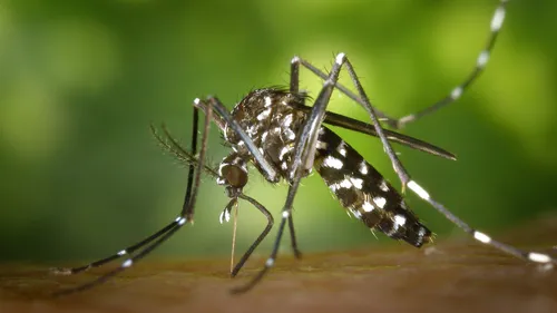 Le moustique tigre s’est implanté cet été à Niort
