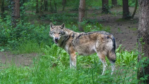 La présence du loup confirmée en Maine-et-Loire