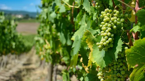 Arrachage des vignes : le ministre de l'agriculture en Gironde