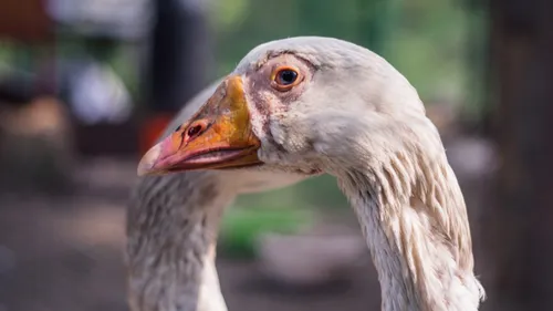 3 700 canards seront abattus dans les Deux-Sèvres