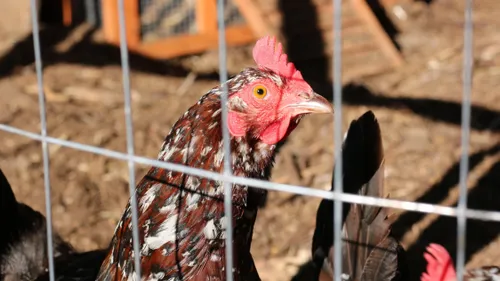 Volailles contaminées à la Listeria : rappel massif de poulets...
