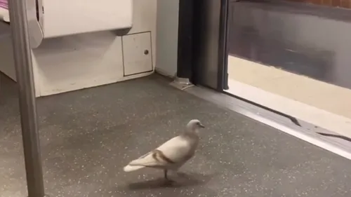 Un pigeon prend le métro en toute décontraction et fait rire la...