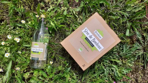 Une cure de sève de bouleau récoltée en forêt de Vendôme