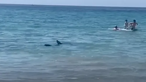 Espagne : un requin terrorise les plages d’Alicante (video)