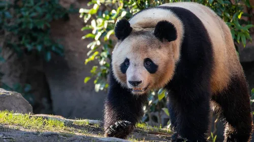 Yuan Meng, le premier panda né en France, restera finalement...
