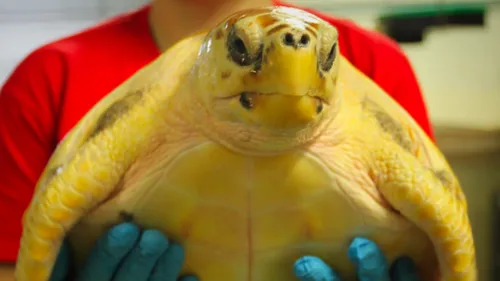 La Rochelle : l’aquarium à la recherche d’un nom pour une tortue