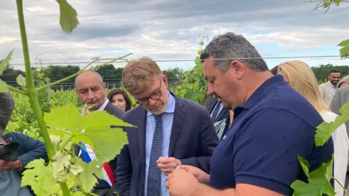 Épidémie de mildiou dans les vignes : le ministre de l'Agriculture...