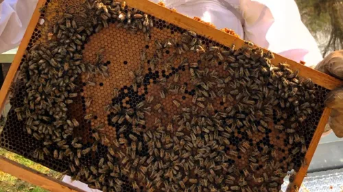 “Partager notre quotidien” : Philippe, apiculteur à La Compagnie...