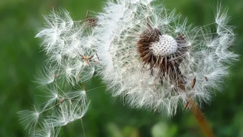 Allergies aux pollens : cette méthode surprenante des Japonais pour...