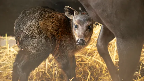 Le 1er bébé céphalophe à dos jaune de France est né à Beauval