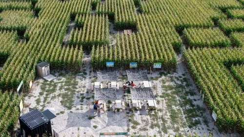 Vente de plantes, Labyrinthe et course de baignoires : Qu'est-ce...