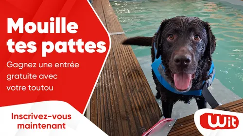 Mouille tes pattes : gagnez une entrée gratuite avec votre toutou