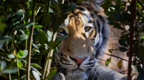 Le Zoo de La Palmyre vous attend dans son tout nouvel écrin