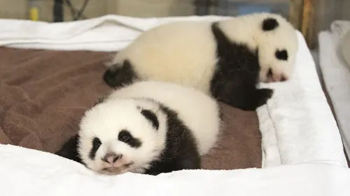 Loir-et-Cher : les jumelles pandas du Zoo de Beauval visibles le 11...
