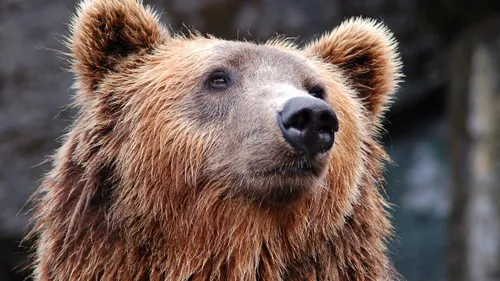 Un ours dévalise une boulangerie (Vidéo)