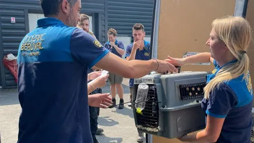Incendies : Beauval se mobilise pour les animaux du zoo du bassin...