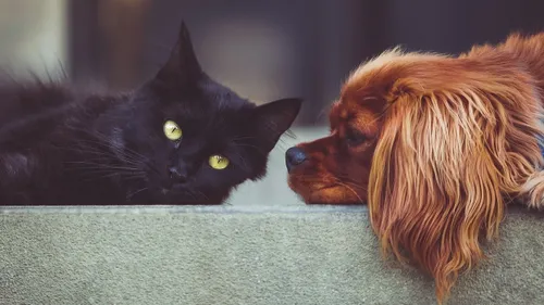 Top : les 10 noms de chien et chat les plus donnés en France