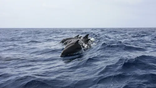 En Charente-Maritime, 17 dauphins se sont échoués sur les côtes de...