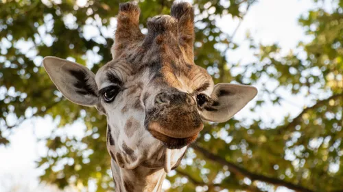 Cas rarissime : une girafe sans taches est née dans un zoo...