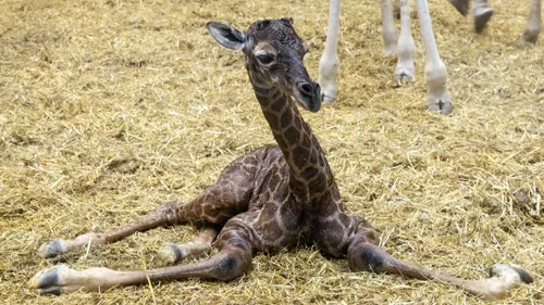 Girafes, lamantins, orang-outan : plusieurs naissances au ZooParc...