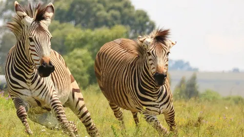 Une improbable chasse aux zèbres autour de Washington