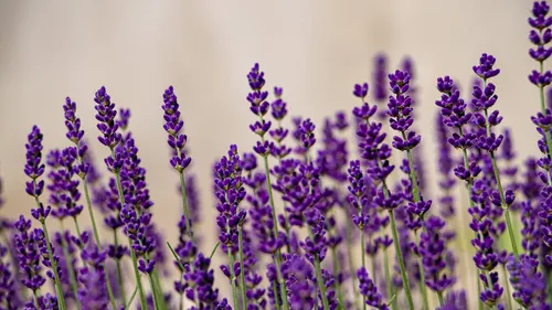 Bientôt des champs de lavande dans le Berry !
