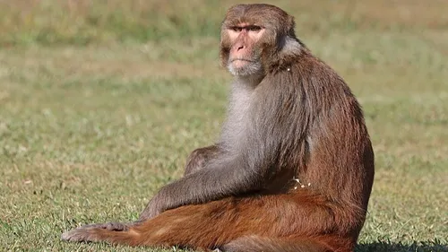 Inde : des « hommes-singes » recrutés… pour faire fuir les macaques !