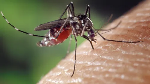 Dengue : des opérations de démoustication menées en Île-de-France