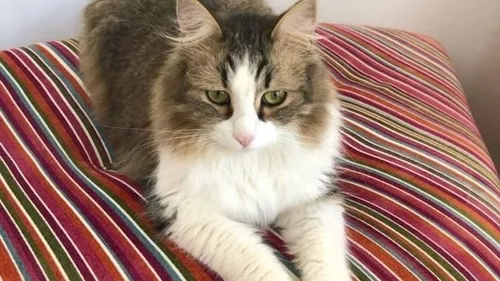 La SNCF devant les juges après la mort d’un chat écrasé par un train