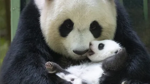 VIDÉO. Zoo de Beauval : 2ème mois d’anniversaire pour Petite neige...