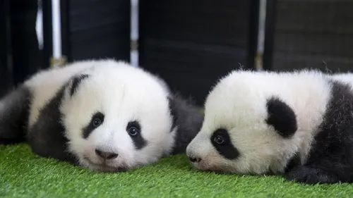 Loir-et-Cher : les bébés pandas du ZooParc de Beauval ont fait leur...