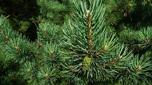 Les prix des sapins de Noël vont augmenter cet hiver
