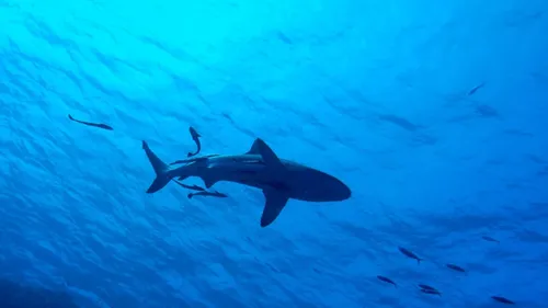 En Italie des femelles requins font des bébés toutes seules