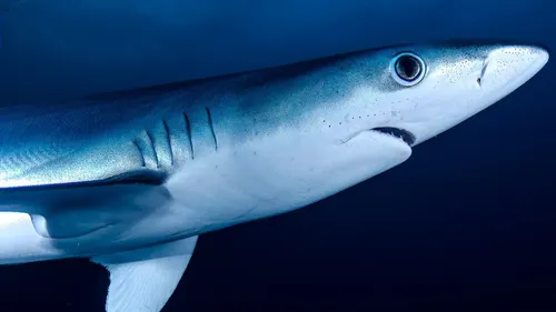 Brésil : des requins intoxiqués à la cocaïne 