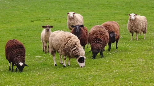 Minute conso : faire tondre sa pelouse... par des moutons 