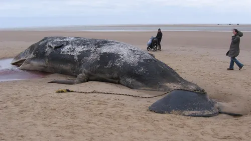 Un cachalot mort échoué sur une plage des Canaries cachait un...