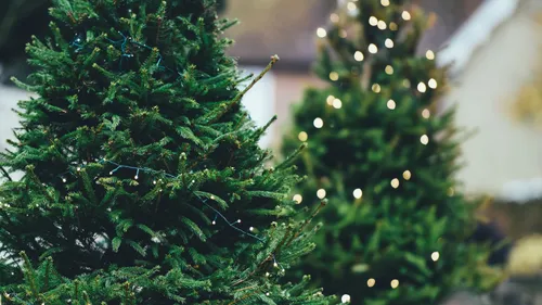 Orléans : quatre bennes à sapins installées en centre-ville